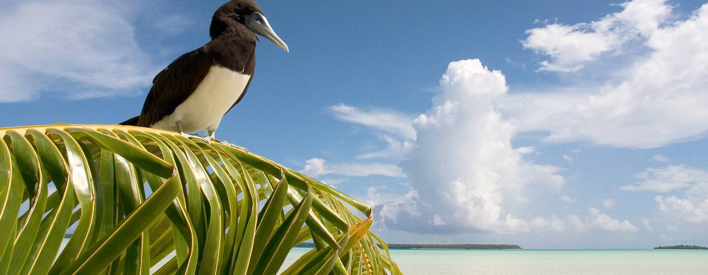 bird on palm in Tahiti