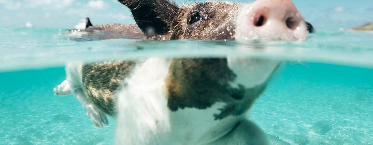 Cochons nageurs aux Exumas, Bahamas