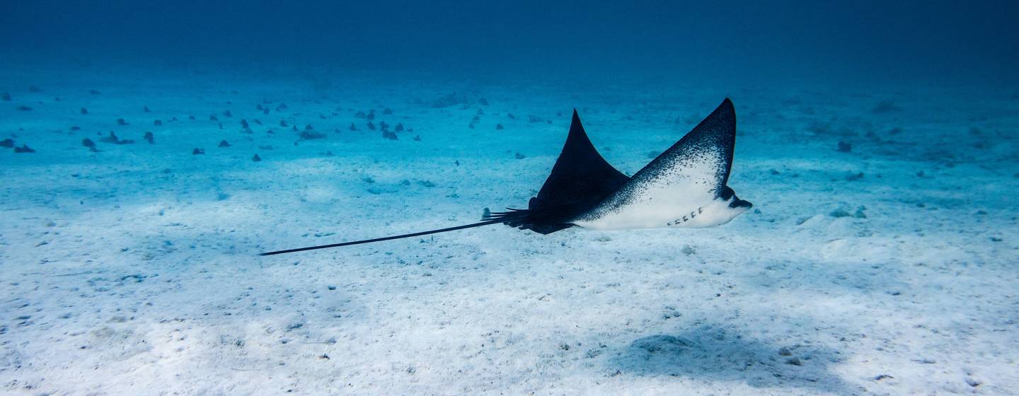 Tahiti, Polynésie française