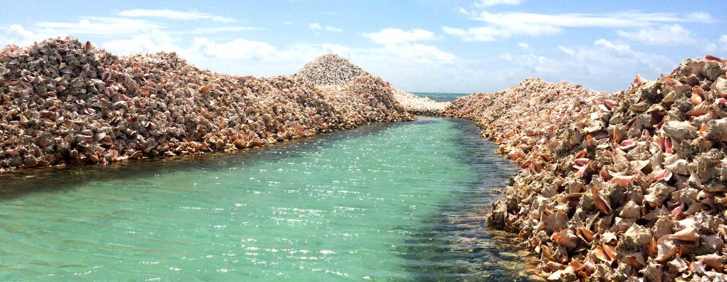 Anegada Conch Shells