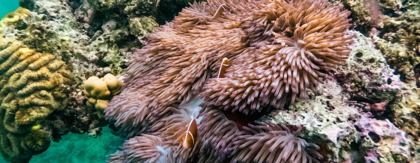 Corals and fish of the Great Barrier Reef