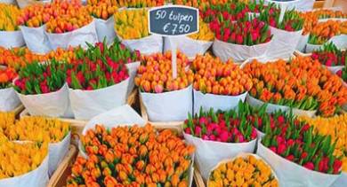 Tulipani in un mercato, Paesi Bassi