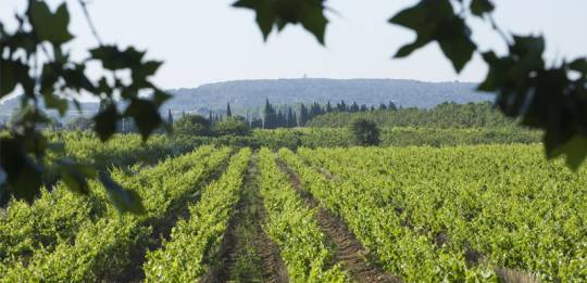 Vineyards around the Canal du Midi