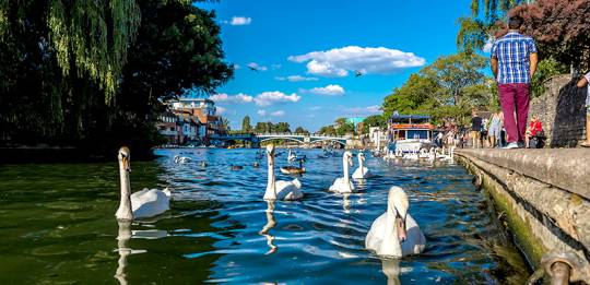 Swans in Windsor