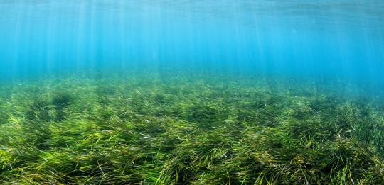 Ocean Image Bank, Blue Marine Foundation, Dimitris Poursanidis, Greece