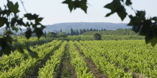 Vineyards around the Canal du Midi