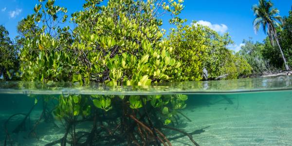 Ocean Image Bank, Blue Marine Foundation, Tethys images, Mangroves