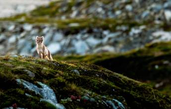 Spitsbergen Circumnavigation: A Rite of Passage