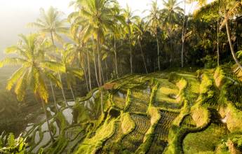 Bali Ubud Indonesia rice paddy