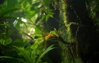 Signature Costa Rica | Where the Wild Answers