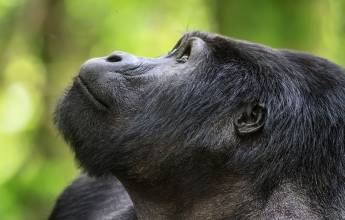 Gorillas & Masai Mara – Camping