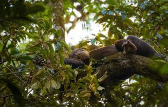 Chimps & Gorillas of Uganda
