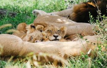 Essential Kruger Safari – Family Adventure