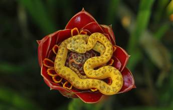 Eyelash-Viper,Costa Rica