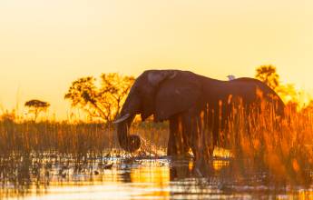 Botswana & Namibia: Delta & Dunes
