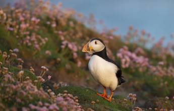 Arctic Saga: Spitsbergen, Faroes & Jan Mayen