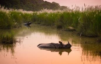 Chitwan Safari Add-on Tour