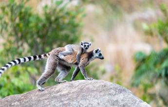 Madagascar Wildlife Adventure (2027)