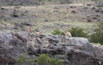 Puma Tracking Add-on Tour