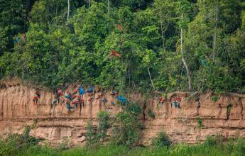 Amazon Rainforest Add-on (post-tour, from Lima)