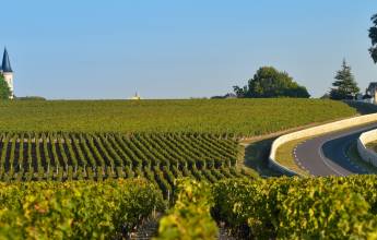 bordeaux-vineyards