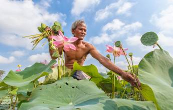 Thailand Lotus Season