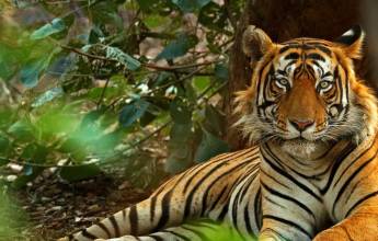 India’s Taj Mahal and Tigers – Premium Adventure