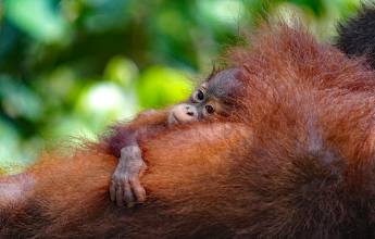 Borneo Wildlife Discoverer
