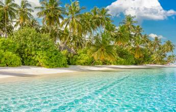 Marine Wildlife of the Maldives