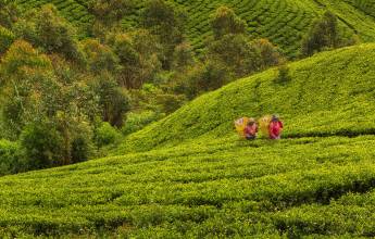 Hike Sri Lanka’s Pekoe Trail