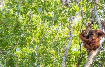 Borneo Family Wildlife Adventure