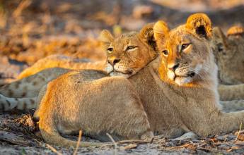 Botswana & Zimbabwe Lodge Safari