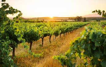 Best of the Garden Route – Premium Adventure