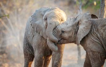 Southern Africa Safari: Kruger & Coast