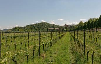 Walking in the Venetian Hills