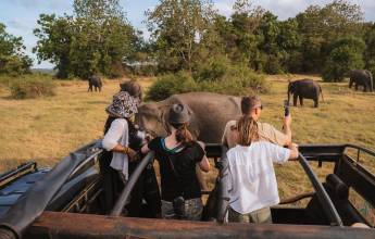 Sri Lankan Highlights