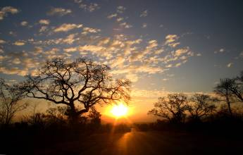 Essential Kruger Safari