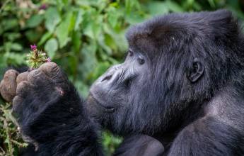 Gorillas & Masai Mara – Camping Reverse