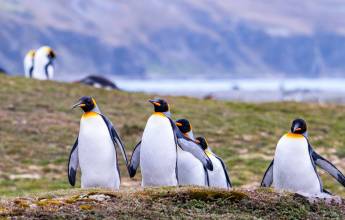 Penguins of the Far South: Falklands, South Georgia & Antarctica