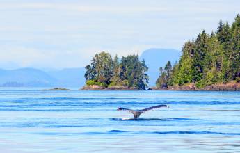 Whales & Bears of British Columbia