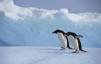 Antarctic Explorer: Discovering the 7th Continent (World Voyager)