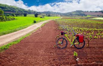 Vineyards of La Rioja Cycling
