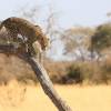 Okavango-Delta-Botswana