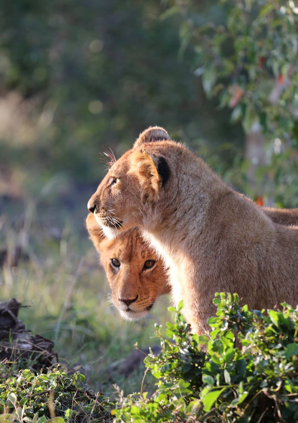 Lion cubs enjoying the Mara sunshine (image by Caroline Barley)