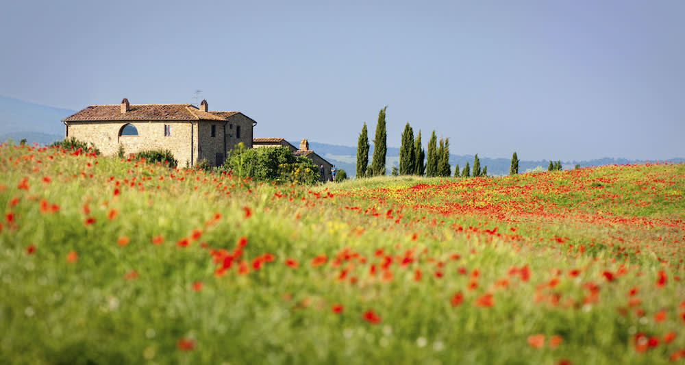 Poppy field in Tuscany