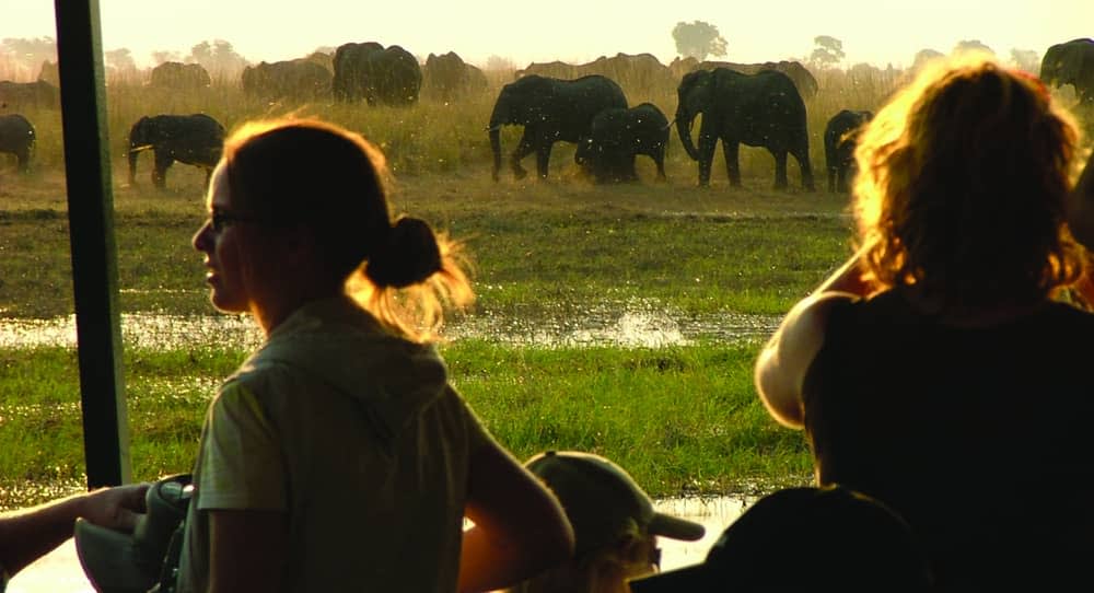 elephant safari