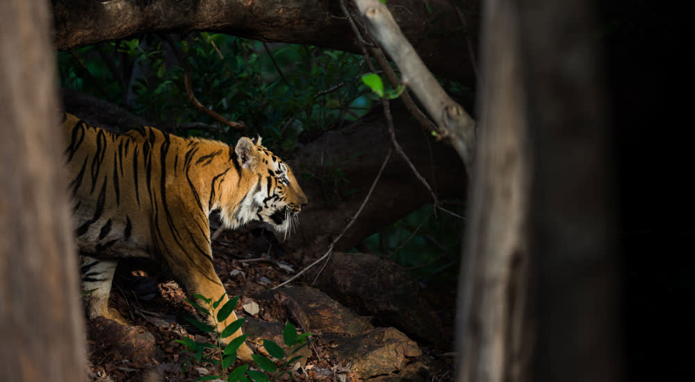 Kanha National Park Madhya Pradesh