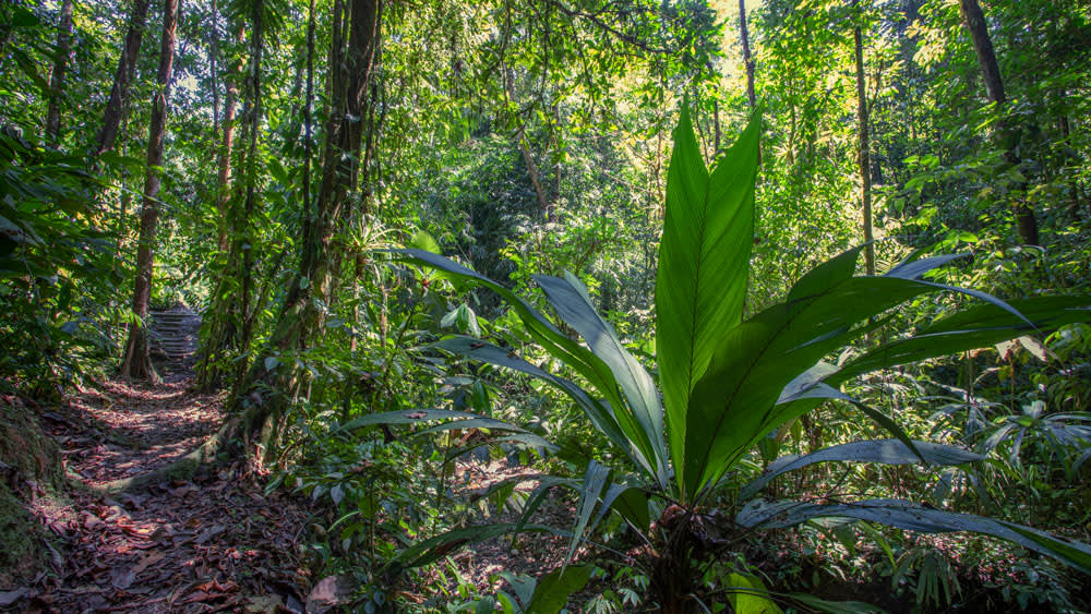 The Lodge That Saved A Rainforest