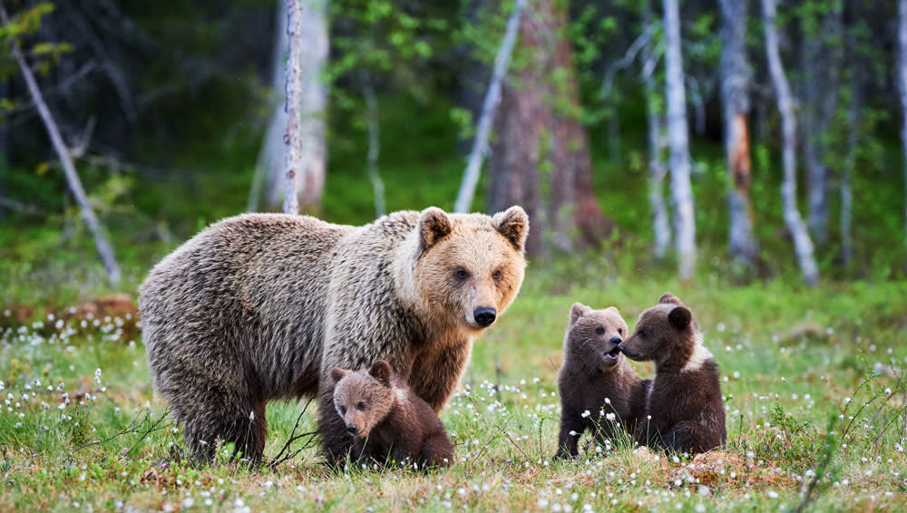 Bear Watching