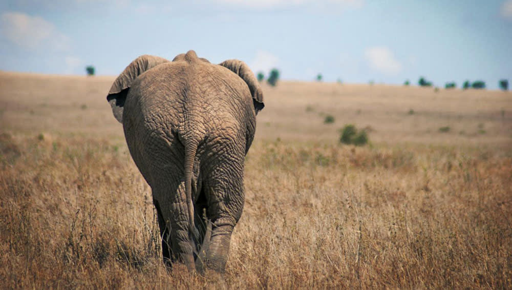Serengeti Safari Elephants